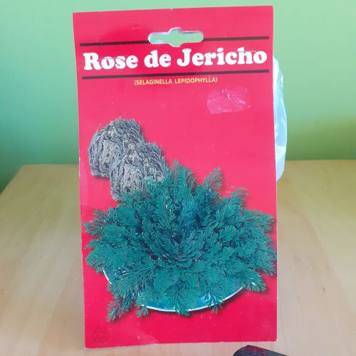Rosa de Jerico